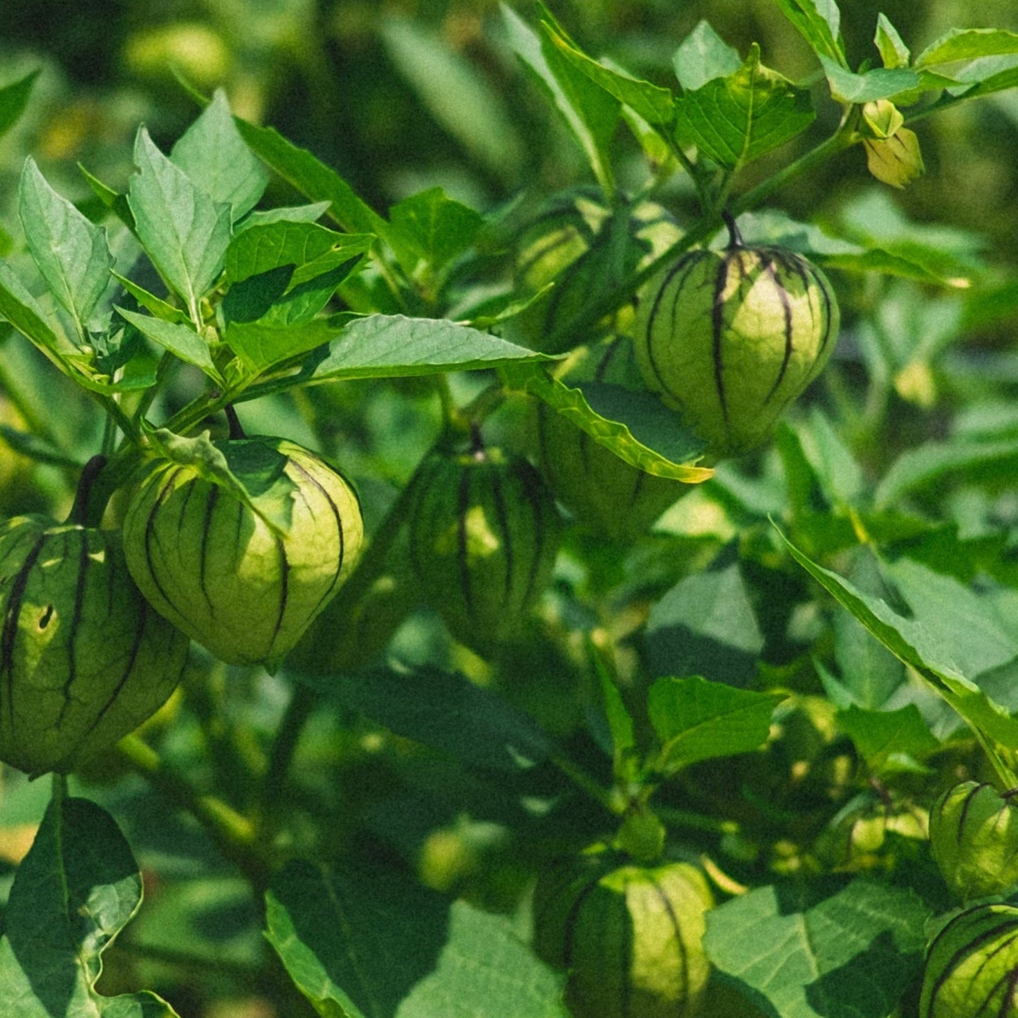 Green tomatillos hanging from a branch among green leaves